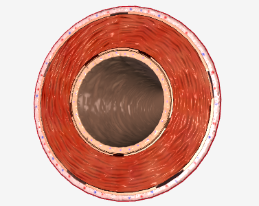 <p>What type of blood vessel is depicted here?</p>