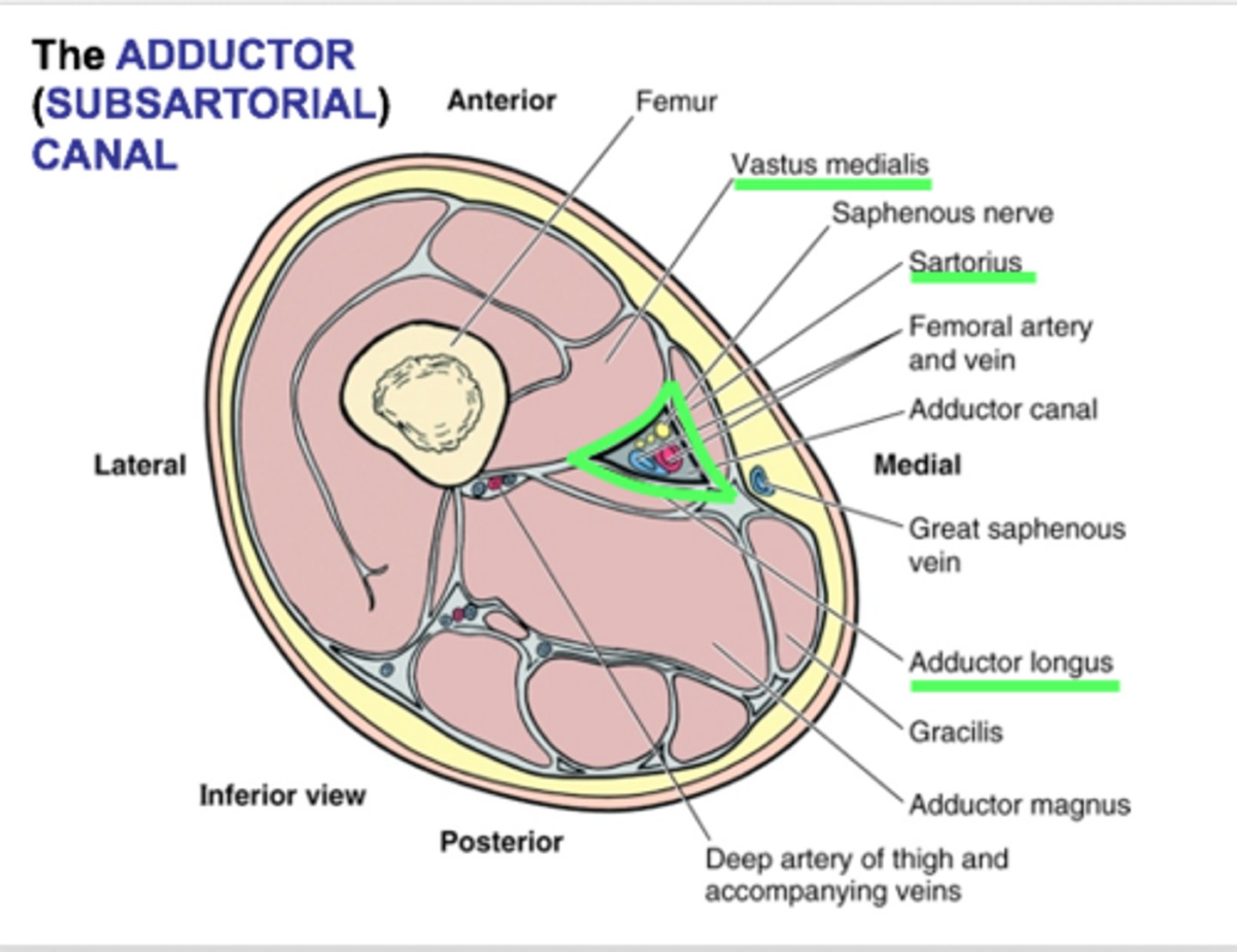 <p>Anteromedial: sartorius</p><p>Lateral: vastus medialis</p><p>Posterior: adductor longus and magnus</p><p>Apex: adductor hiatus</p>