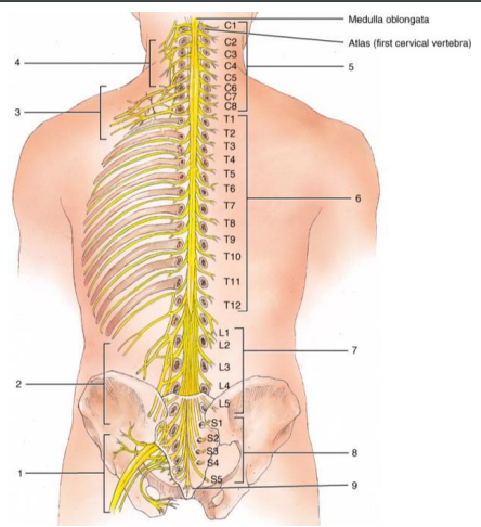 <p>locate the sciatic nerve</p>