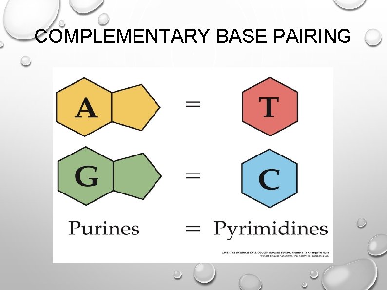 <p>complementary bases</p>