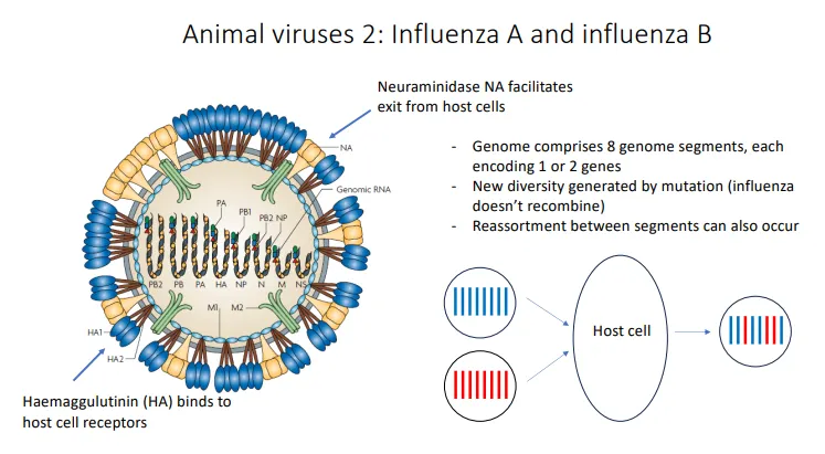 <ul><li><p>the <strong>genome </strong>of the virus is <strong>segmented </strong>(eg. influenza genome is in 8 segments) </p></li><li><p>the host cell is <strong>coinfected </strong>by two different strains of virus</p></li><li><p>this produces viruses with a <strong>mixture of segments</strong> from each virus</p></li><li><p><strong>reassortment is a kind of recombination</strong> (recombination refers to the exchange of <strong>fragments </strong>of genes)</p></li><li><p><span><span>recombination creates </span><strong><span>mosaic genes</span></strong><span>, while reassortment creates novel combinations of existing genes (</span><strong><span>chimeric genomes</span></strong><span>) </span></span></p></li></ul><p></p>