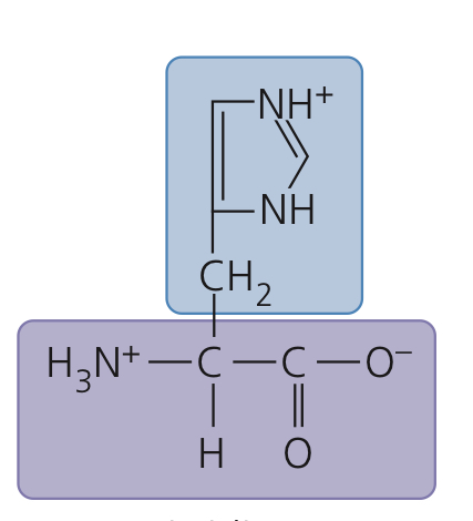 <p>Histidine</p>