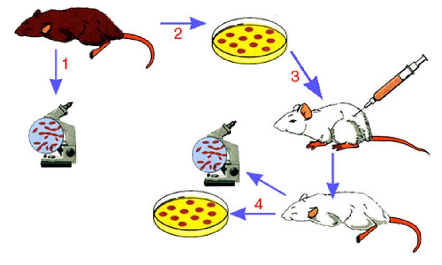 <p>determine if microorganisms cause disease</p>