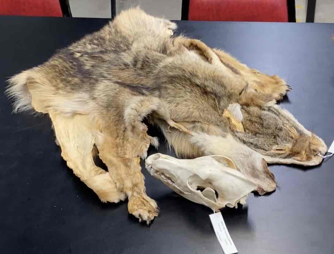 <ul><li><p>Order- Carnivora </p></li><li><p>fam- Canidae </p></li></ul><p>med sized carnivore. slender with small feet narrow muzzle relatively long tail. colors usually paler than wolves. upperparts grizzled buffy and grayish overlaid with black. muzzle ears and outer edges of legs yellowish buff, tail with black tip. primarily carnivorous. will eat a variety of foods. </p>