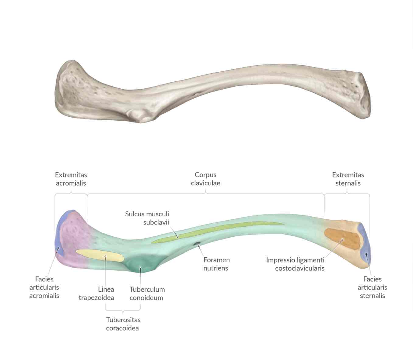 <p>tuberculum conoideum</p>