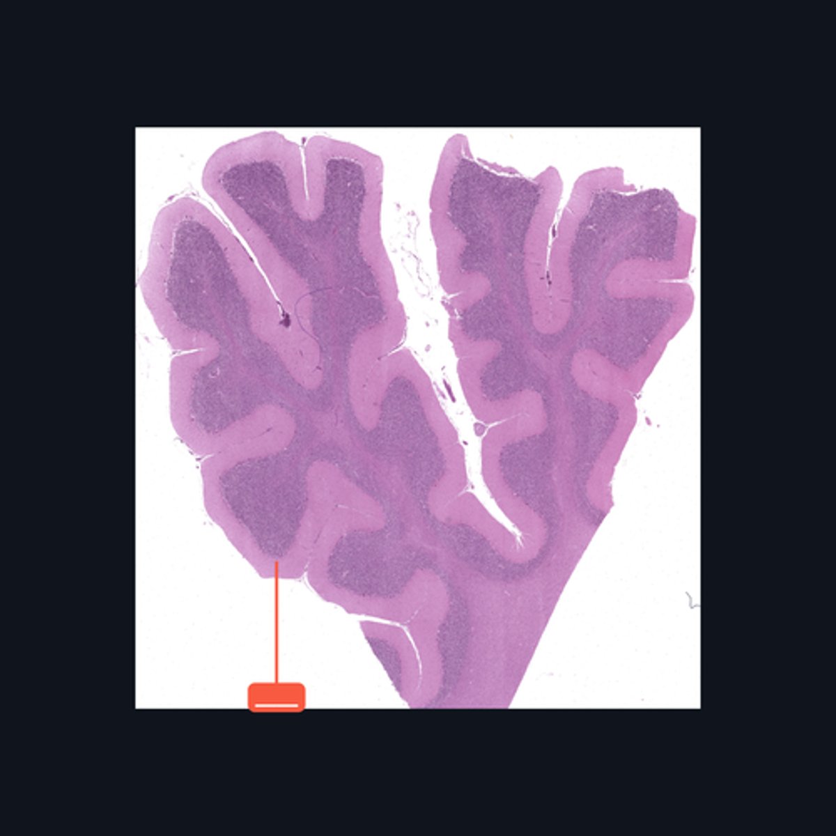 <p>Enumerate the structures found in the pointed region</p>
