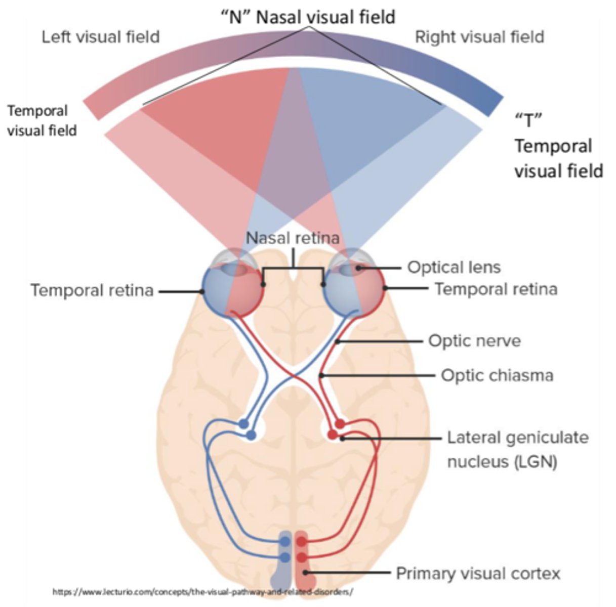 <p>Binocular vision</p>