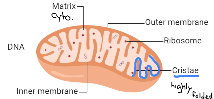 <p>Note: 2 membranes add to the surface area</p><p><strong>ATP generated along Cristae</strong></p>