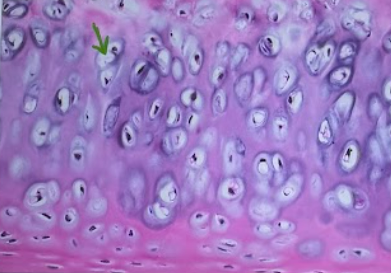 <p>Identify the specific type of tissue</p>
