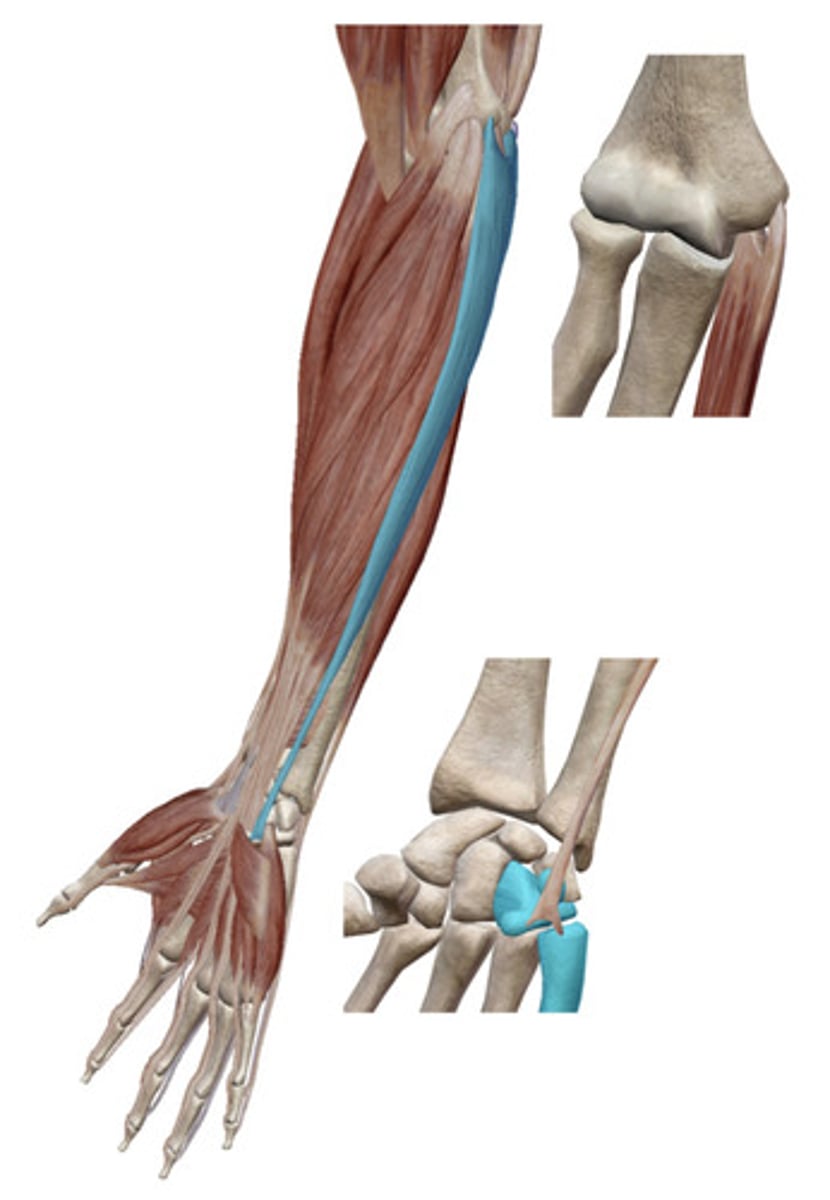 knowt flashcard image