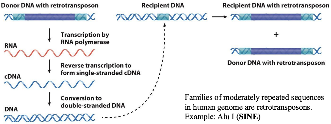 <p>Retrotransposons use and can encode a reverse transcriptase enzyme to catalyze production of DNA from RNA. Example: LINEs and SINEs </p>