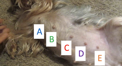 <p>What is D (mammae)</p>