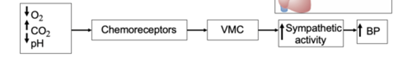 <p>When are chemosensors stimulated? </p>