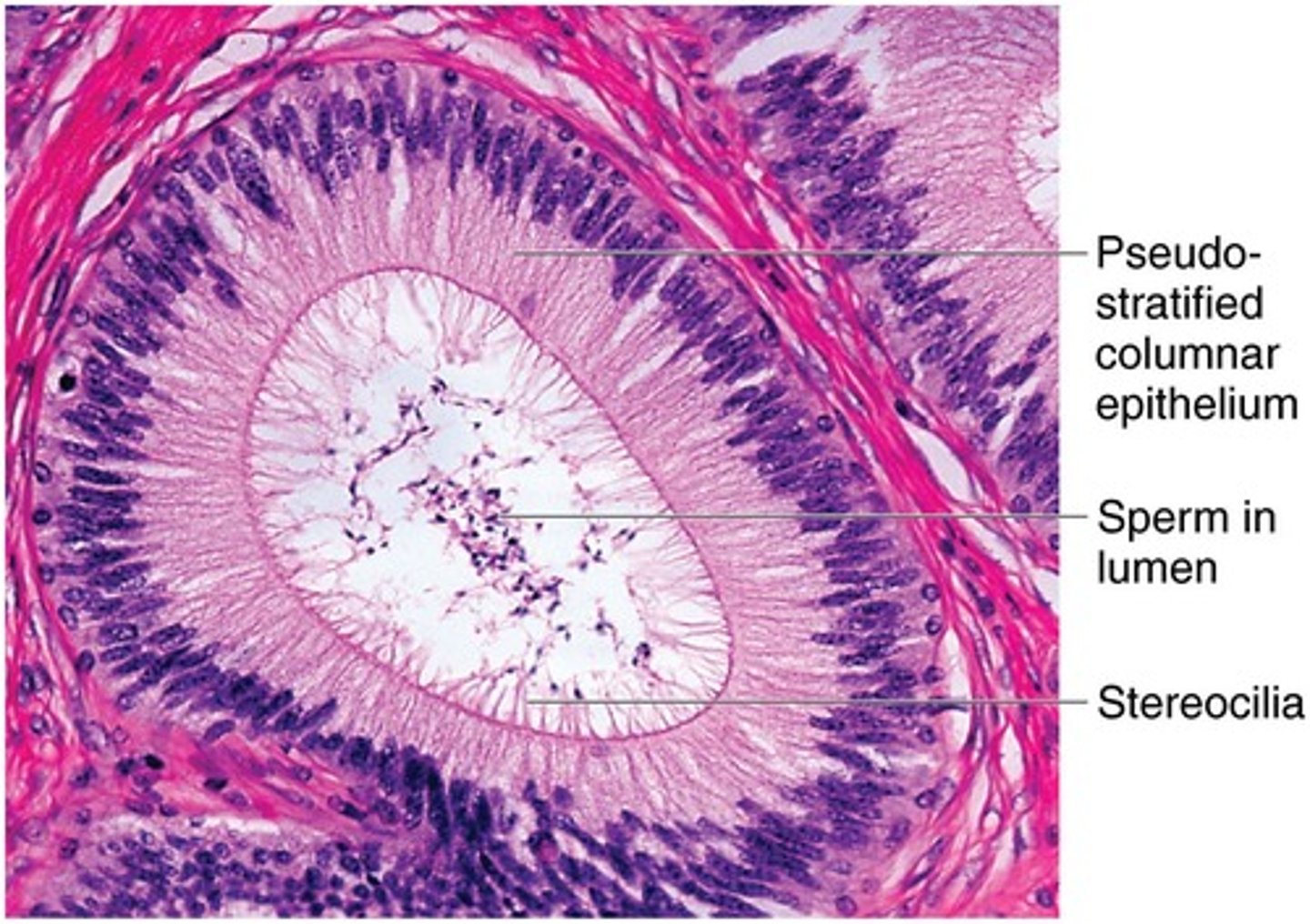 <p>In the epididymis.</p>