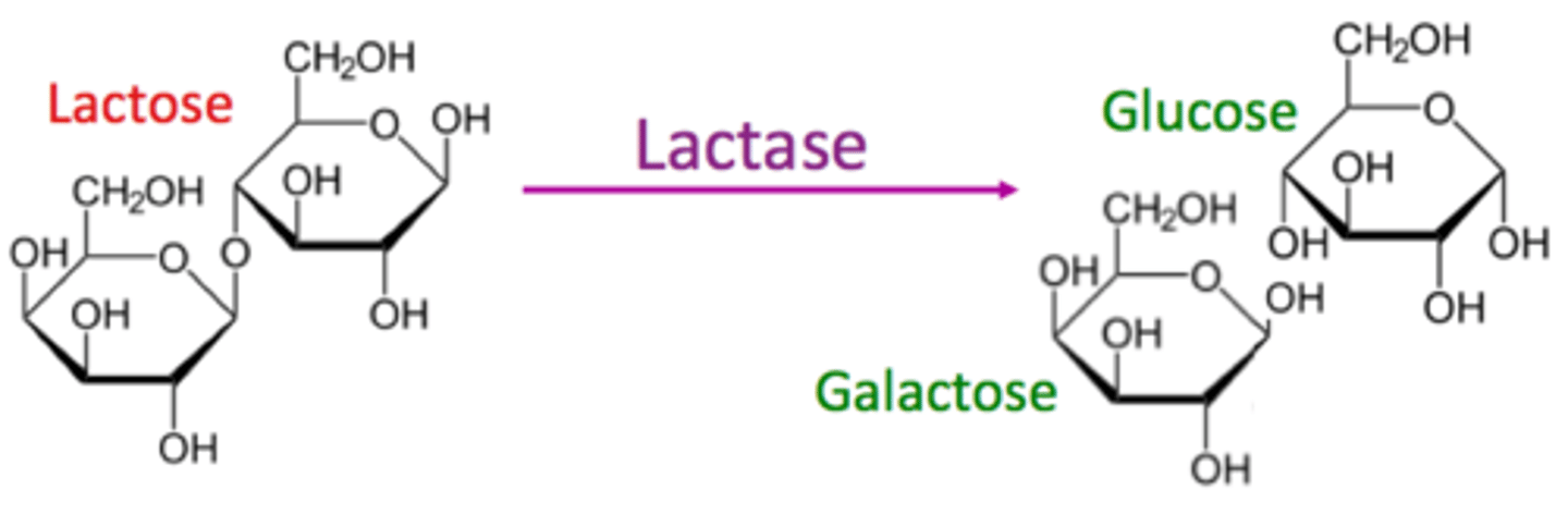 <p>(C) glucose and galactose</p><p>Lactose is composed of glucose and galactose.</p>