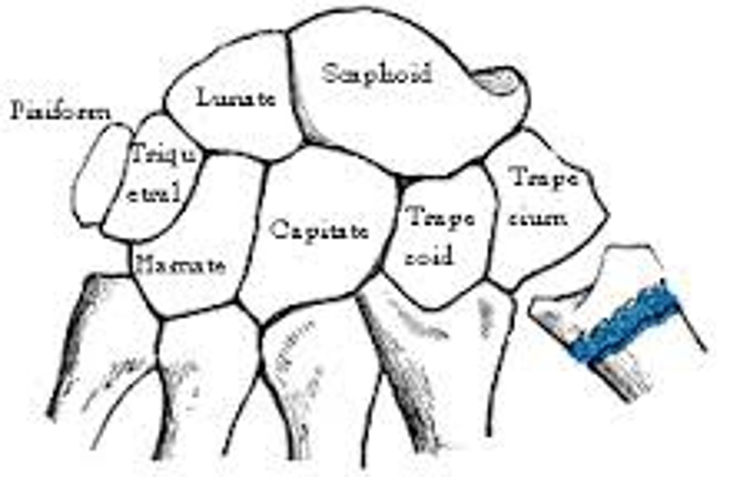 <p>Bones of the wrist</p><p>"She looks too pretty, try to catch her."</p><p>Scaphoid lunate triquetrum pisiform,</p><p>trapezium trapezoid capitate hammate</p>