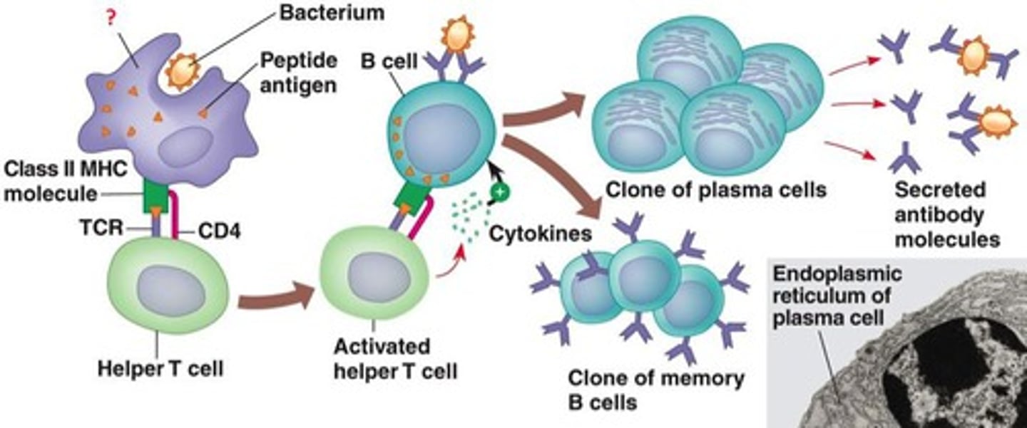 <p>major histocompatibility complex; a genetic region in human beings and other mammals responsible for signaling between lymphocytes and antigen-bearing cells. It is also the major determinant of transplant compatibility (or rejection).</p>