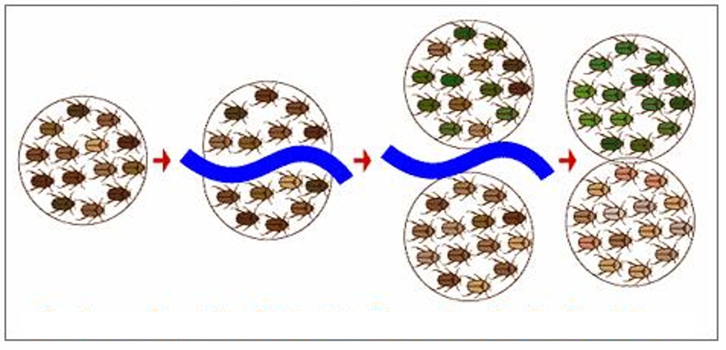 <p>the formation of new and distinct species in the course of evolution.</p>