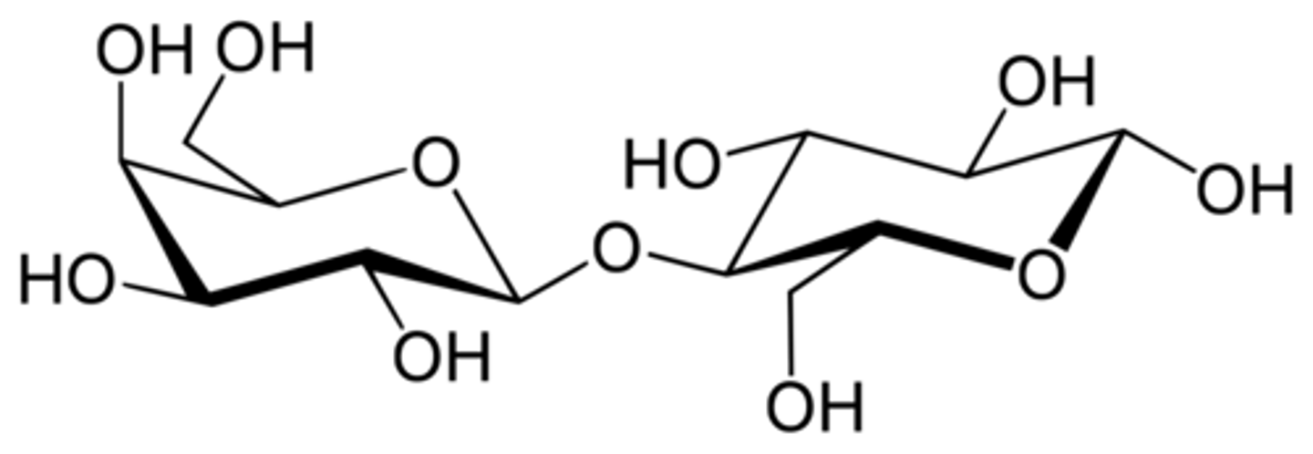 <p>(B) a disaccharide</p><p>The Lac operon is a group of genes that code for the enzymes that help e. Coli break down lactose, the disaccharide found in milk.</p>