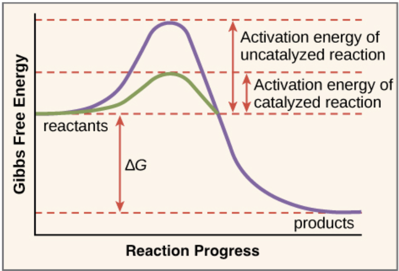 <p>Energy is required to break bonds within substrate and there is a energy yield when bonds are made to form the products of an enzyme catalyzed reaction. </p>