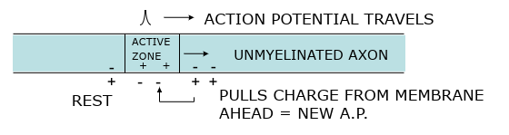 <p>Starts at axon hillock</p><p>Travels in one direction down axon</p><p>Orthodromic conduction</p><p>To nerve endings = synapse</p><p>Only pass message in one direction</p>