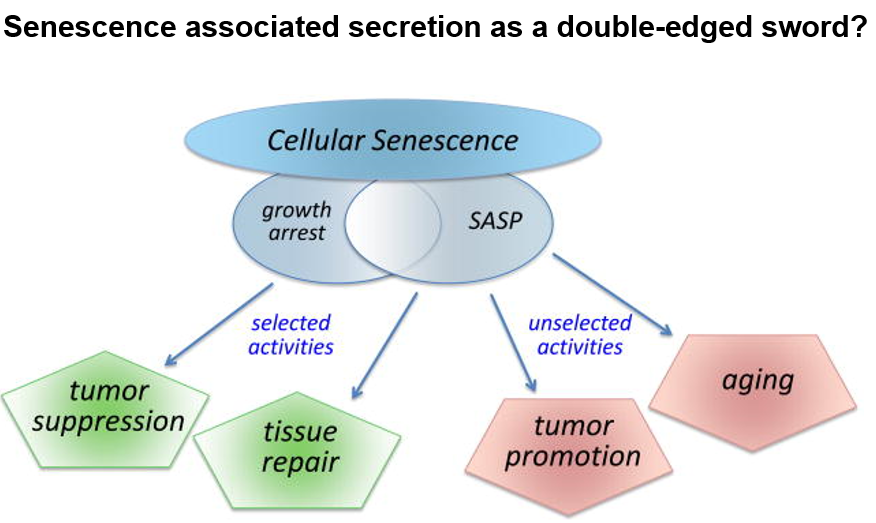 <p>senescent cells result in a certain phenotype (SASP)</p><p>active senescent cells signaling (senescence messaging secretome, SMS) produce</p><ol><li><p>cytokines</p></li><li><p>growth factors</p></li><li><p>proteases</p></li></ol>