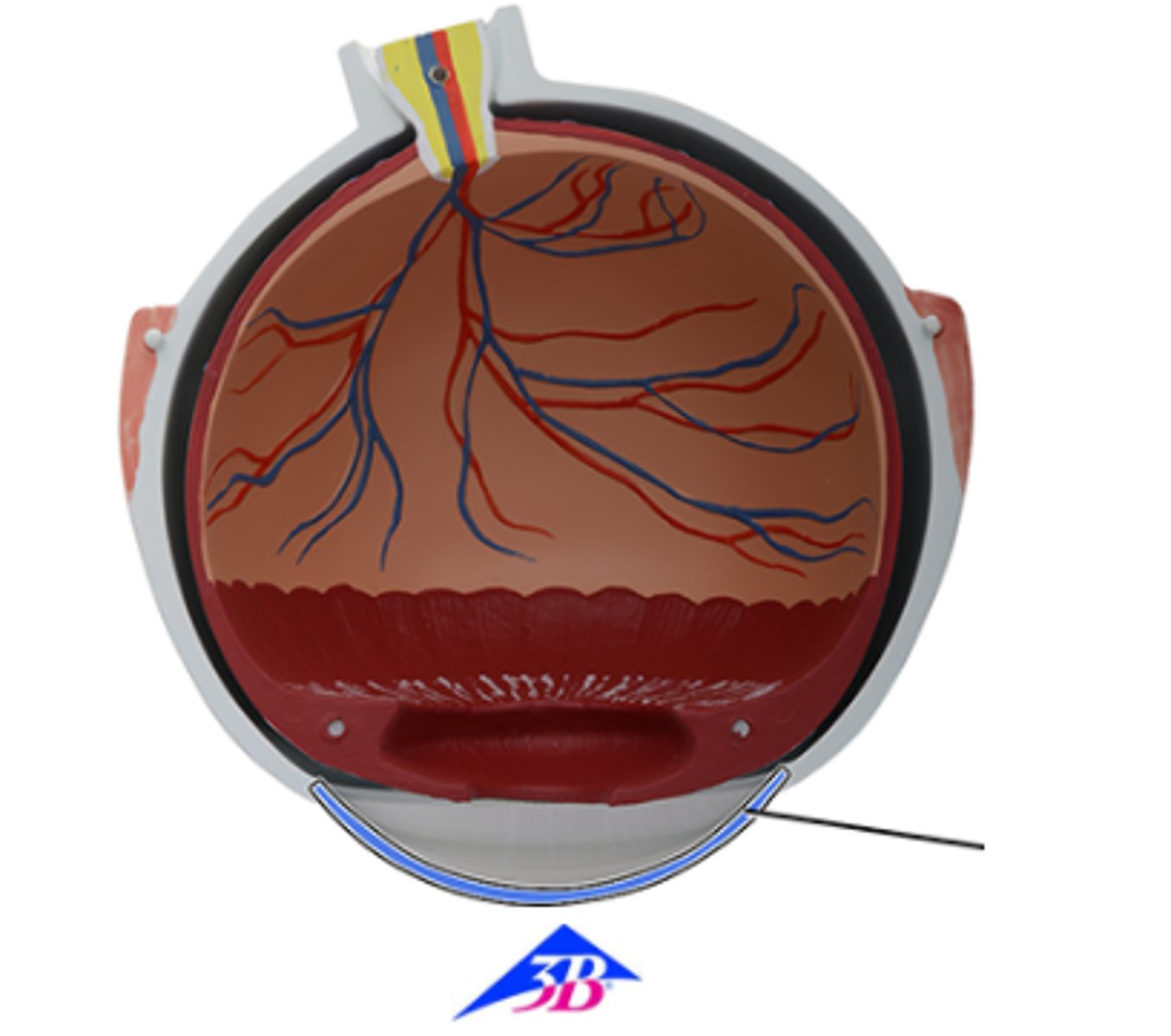 <p>Which structure is highlighted and indicated by the leader line?</p><p>a. Cornea</p><p>b. Ciliary body</p><p>c. Sclera</p><p>d. Iris</p><p>e. Suspensory ligaments</p><p>f. Lens</p>