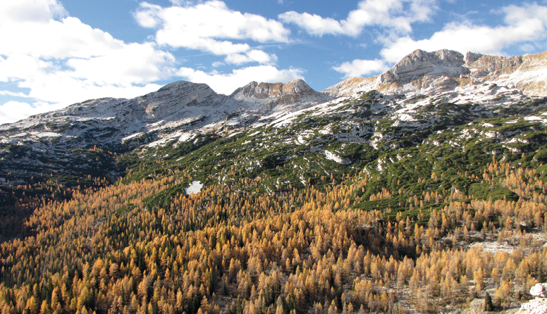 <p><strong>Značilne skupine rastlinstva</strong></p><p>Opiši rastlinstvo na sliki.</p>