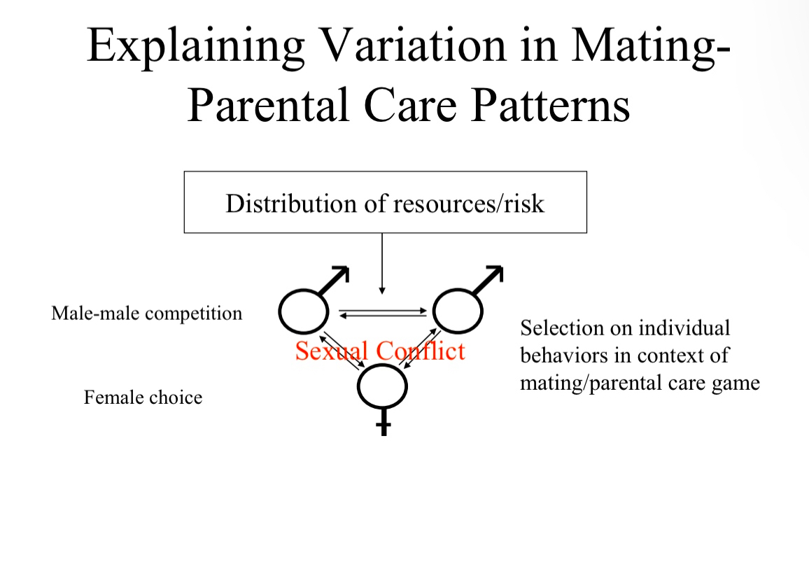 <p>Sexual conflict</p>