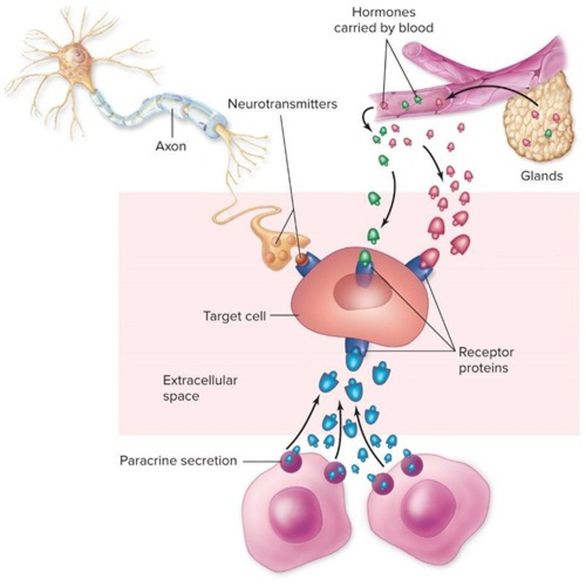 <p>Axons secrete neurotransmitters that travel short distances, usually localized to the receiving cell.</p>