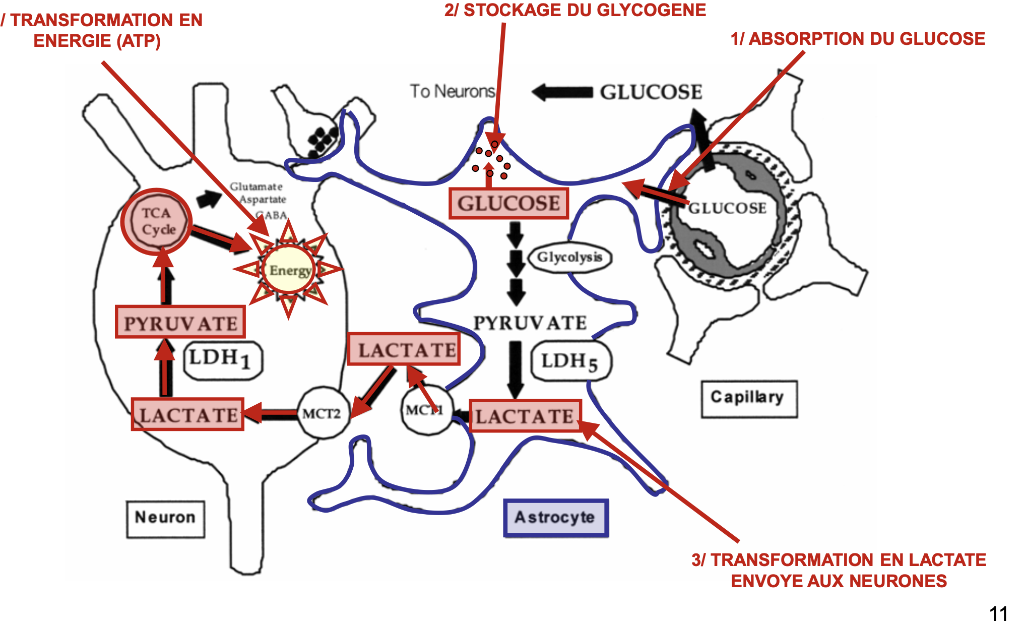 <ol><li><p>Absorbtion du glucose par les pieds vasculaires</p></li><li><p>L’astrocyte va stocké une partie en glycogène et dégrader l’autre partie en pyruvate (glycolyse) puis lactate.</p></li><li><p>Le lactate va sortir grâce au transporteur MCT1</p></li><li><p>Le lactate va être capté par les neurones grâce au transporteur MCT2</p></li><li><p>Le lactate est transformé en pyruvate puis métabolisé avec le cycle de Krebs pour fournir de l’ATP.</p></li></ol><p></p>