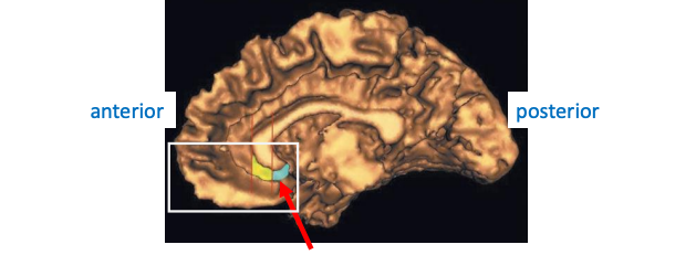 <p>Cycling in BPD</p>