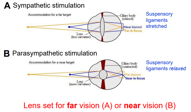 <ul><li><p>far vision (sympathetic): ciliary body relaxes, pulling on suspensory ligaments, lens becomes thinner, focusing on far objects.</p></li><li><p>near vision (parasympathetic): ciliary body contracts, relaxing suspensory ligaments, lens becomes fatter &amp; focused on near objects.</p></li></ul><p></p>