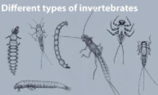 <p>Different types of Invertebrates</p>