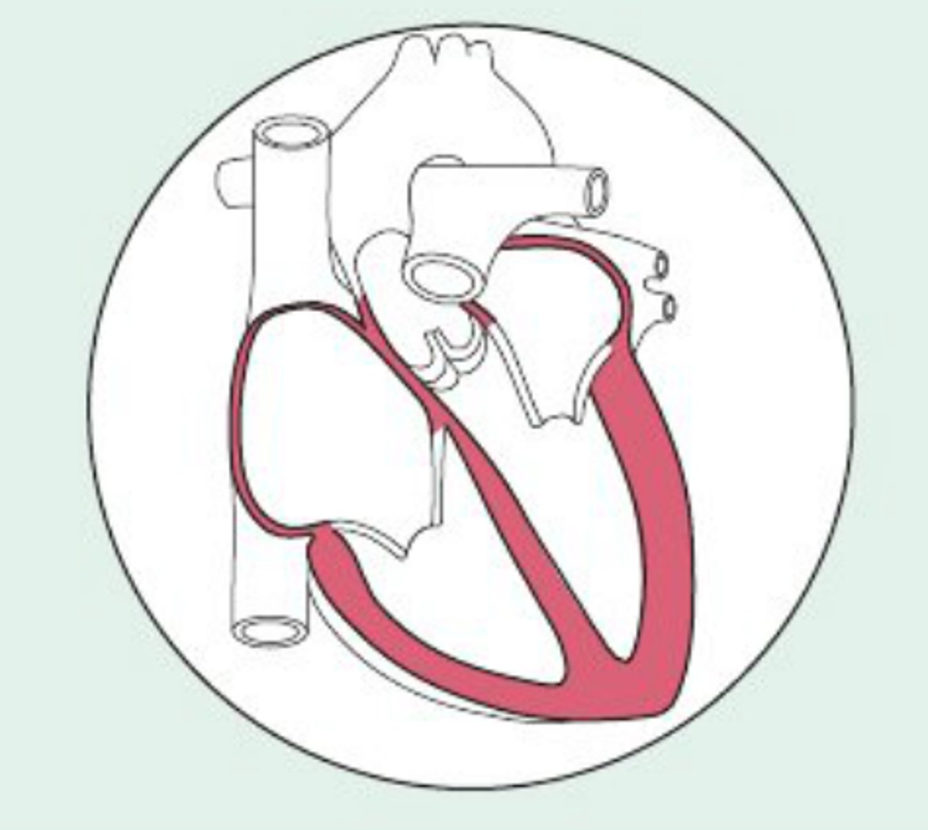 <p>Named for the bone or body region associated (e.g., temporalis over temporal bone)</p>