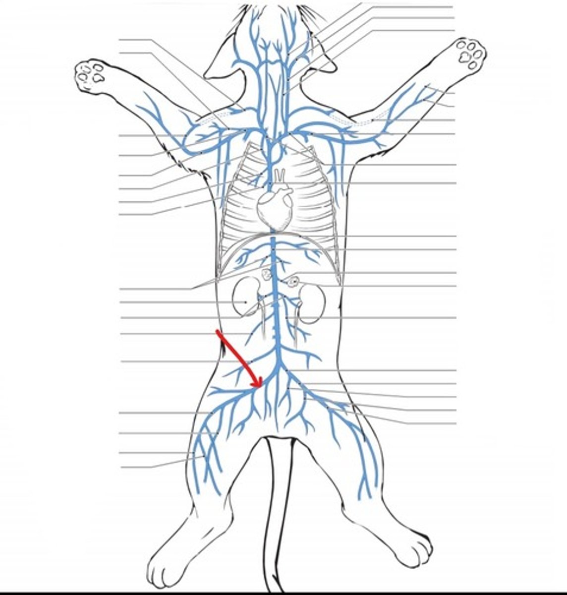 <p>identify the vein</p>