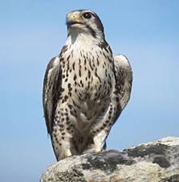 <p>falcon</p>