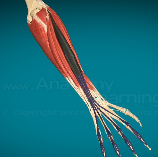 <p>What is this muscle and where is it found?</p>