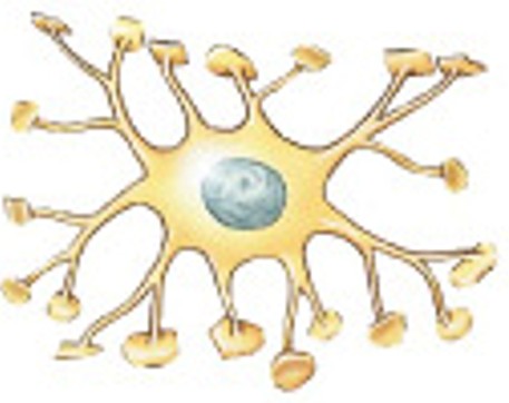<p>Which type of neural tissue are support cells, repair and supply nutrients to neurons, anchor neurons?</p>