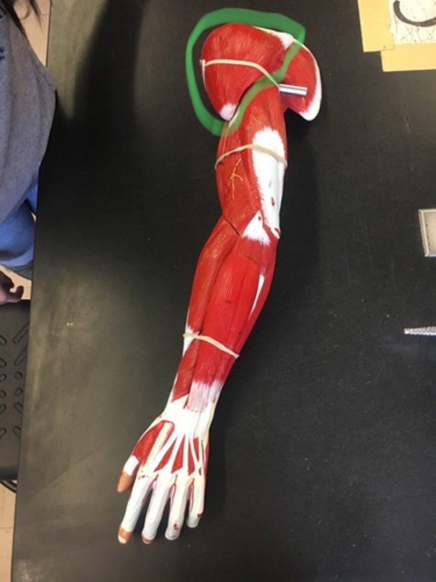 <p>Rounded, triangular muscle located on the uppermost part of the arm and the top of the shoulder.</p><p>Origin: Clavicle & Spine of Scapula</p><p>Insertion: Deltoid Tuberosity</p>