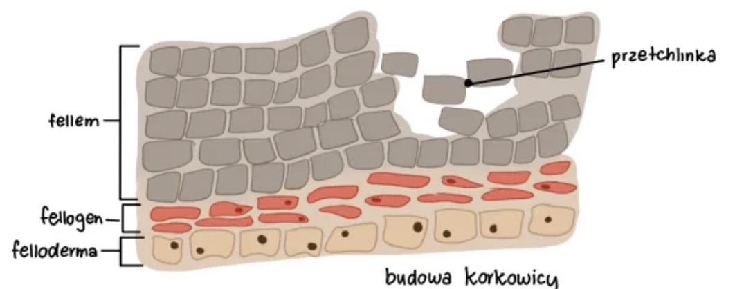 <p>korkowica - posiada przetchlinki </p>
