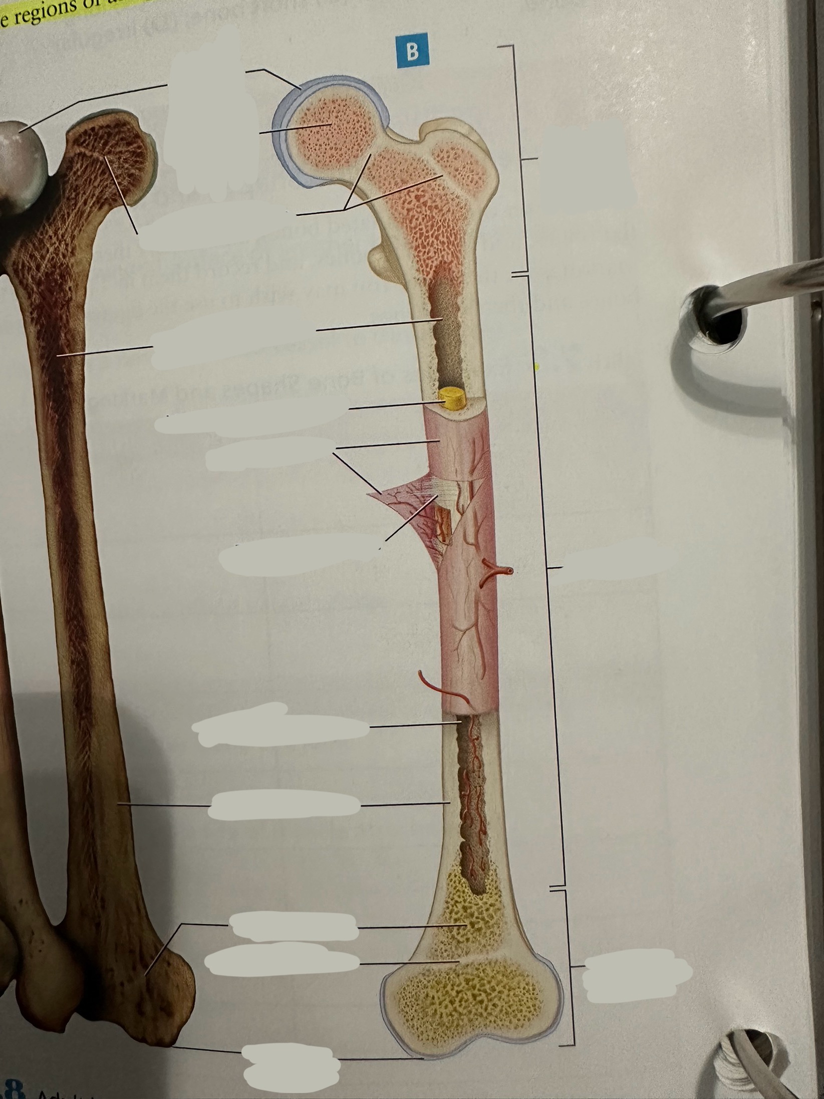 <p>The most superficial tissue of the bone</p><p><span style="color: rgb(238, 240, 255)">growth, repair, and protection.</span></p><p>provides a source of <a target="_blank" rel="noopener noreferrer nofollow" class="DTlJ6d link" href="https://www.google.com/search?sca_esv=7f596aed715dcda1&amp;rlz=1C9BKJA_enUS1153US1153&amp;hl=en-US&amp;sxsrf=AE3TifPps9MZce2Fu2bP2gqu4Ed1EcjOuQ%3A1750202008470&amp;q=osteoblasts&amp;sa=X&amp;ved=2ahUKEwiE6__HyvmNAxUBTTABHV7kJaAQxccNegQINBAB&amp;mstk=AUtExfBo7P27XAglani5ObRM9ZbnUwkFQZjdpmaDq1gfuB48ckvugzM5WGBINZYC_NsNq0q2X6wGqnY4piERf1m55KIal2C7TOEZSSAJ81l71y73ORzIWMvc6kTuQt1bgSH_tNQ1mGc3xDuzXAQsnnmSvkDtK9BGBRscvqaEZBcAMv3-6uE&amp;csui=3" data-prevent-progress="true"><u>osteoblasts</u></a> for bone formation, supports fracture healing, and nourishes the bone tissue through its rich vascular network.&nbsp;</p>