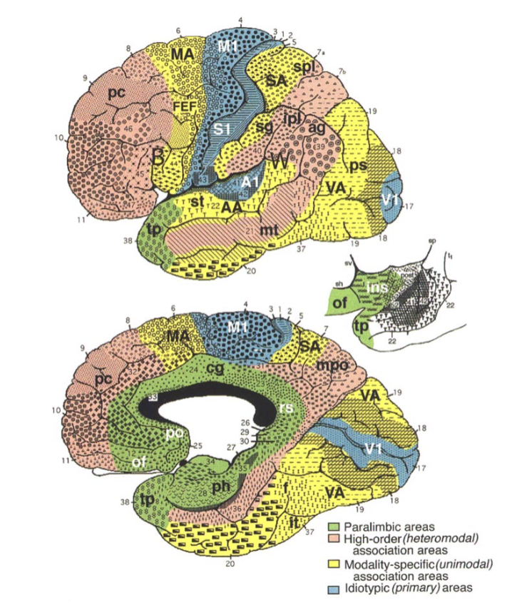<p><strong>cerebral cortex</strong></p><ul><li><p>primary ______ areas: M1, S1, A1, V1</p></li></ul><p></p>