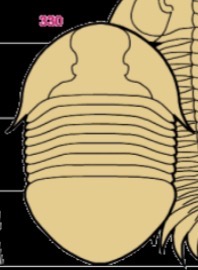 <p>Label the 3 tagma</p>