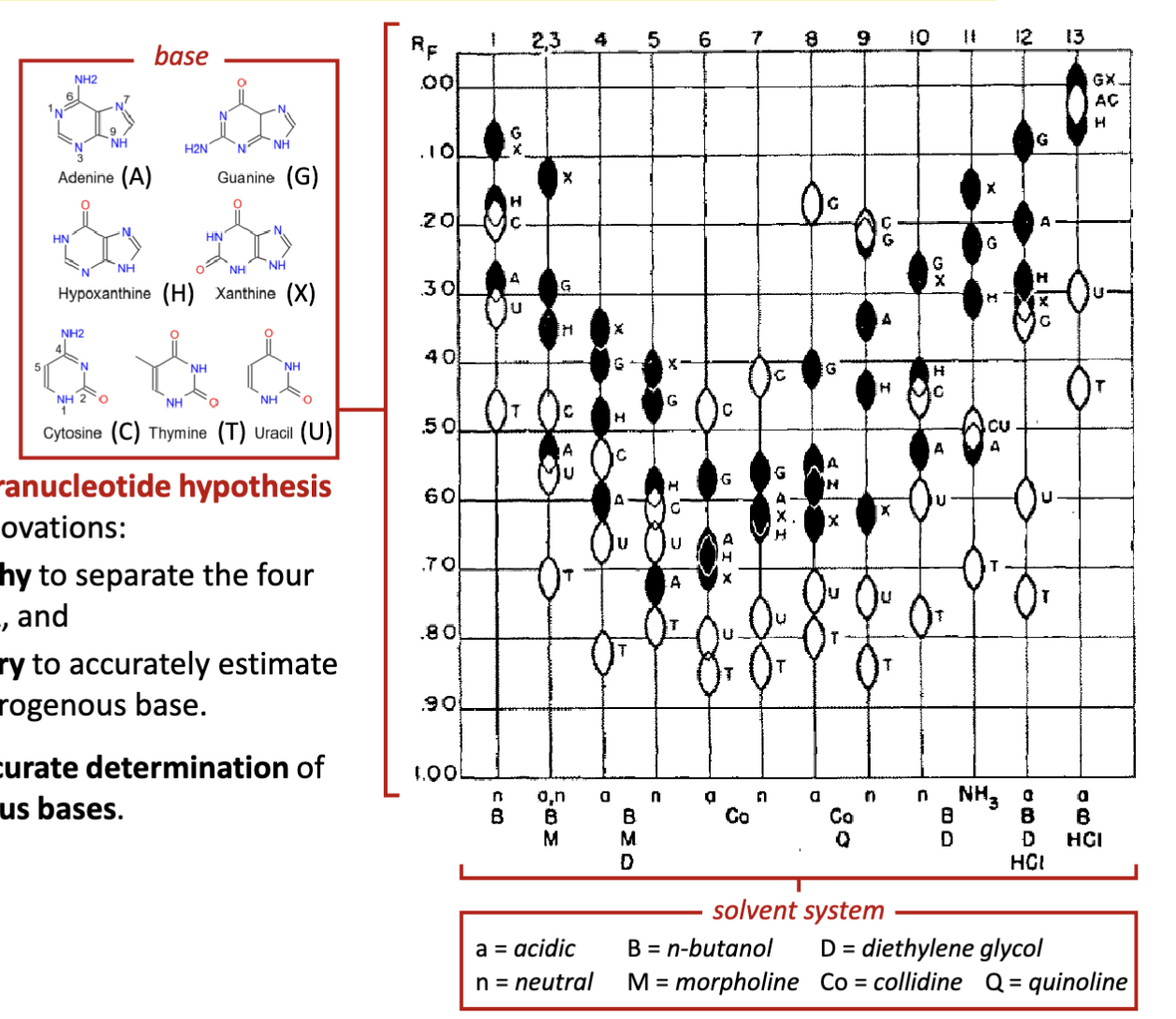 <p><span>Erwin Chargaff</span></p><p><span>Chargaff corrects the erroneous tetranucleotide hypothesis</span><br><span>by developing two experimental innovations:</span></p><p><span>1.developed paper chromatography to separate the four</span><br><span>nitrogenous bases found in DNA, and</span></p><p><span>2.employed UV spectrophotometry to accurately estimate</span><br><span>the relative amounts of each nitrogenous base. (</span>aromatic: their aromatic orbitals can be excited) </p><p><span>Chargaff’s experiment allows for accurate determination of</span><br><span>the relative quantities of nitrogenous bases</span></p>