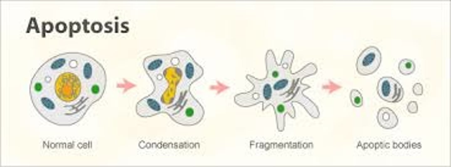 <p>increased resistance to apoptosis</p>