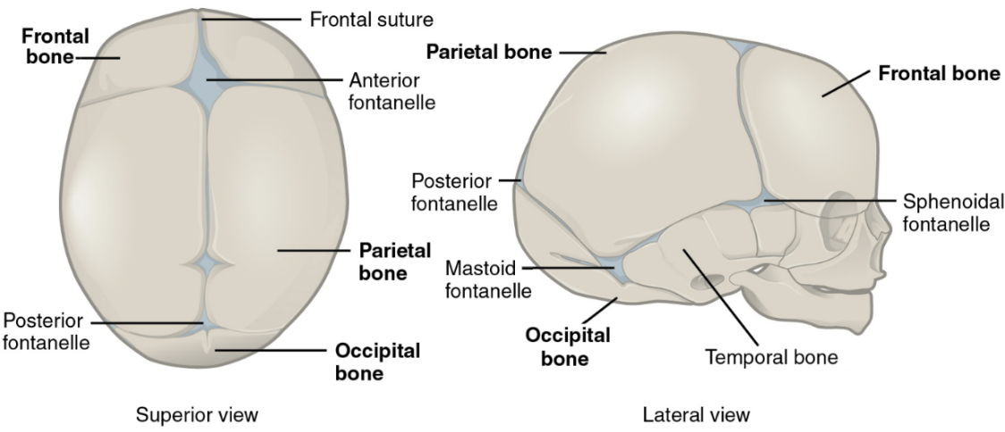 <p>Frontal suture</p>