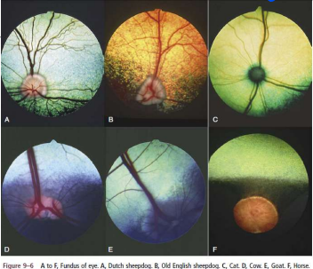 <p>Which species has the least blood vessels?</p>