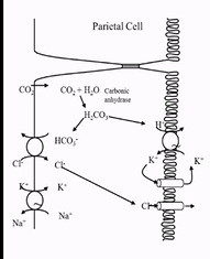 <p>CO₂ diffuses into parietal cells from the plasma, it is hydrated to carbonic acid, by carbonic anhydrase<br>H₂CO₃ dissociates into H⁺ and H₂CO₃⁻<br>H⁺/K⁺-ATPase actively transports H⁺ out and K⁺ in, Na⁺ is also actively reabsorbed&nbsp;<br>K⁺ recycles to gastric lumen via K⁺ channel, so elevated K⁺ in gastric juice<br>Cl⁻ exists passively from cell via Cl⁻ channel in the basalateral membrane<br>The extracellular H⁺ generates osmotic gradient, causing outward H₂O diffusion</p>
