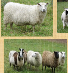 <ul><li><p><span style="color: rgb(0, 0, 0);"><span>First imported to North America in 1966.</span></span></p></li><li><p><span style="color: rgb(0, 0, 0);"><span>Also used as a meat sheep; lean meat with light delicate flavor.</span></span></p></li><li><p><span style="color: rgb(0, 0, 0);"><span>Most of these in US are pure white; also available in solid black and spotted; less common are gray, brown and fawn.</span></span></p></li><li><p><span style="color: rgb(0, 0, 0);"><span>Fleece is lightweight, and blends easily with other fibers.</span></span></p></li><li><p><span style="color: rgb(0, 0, 0);"><span>Rams: 170 – 240 lbs.</span></span></p></li><li><p><span style="color: rgb(0, 0, 0);"><span>Ewes: 130 – 180 lbs</span></span></p></li></ul><p></p>